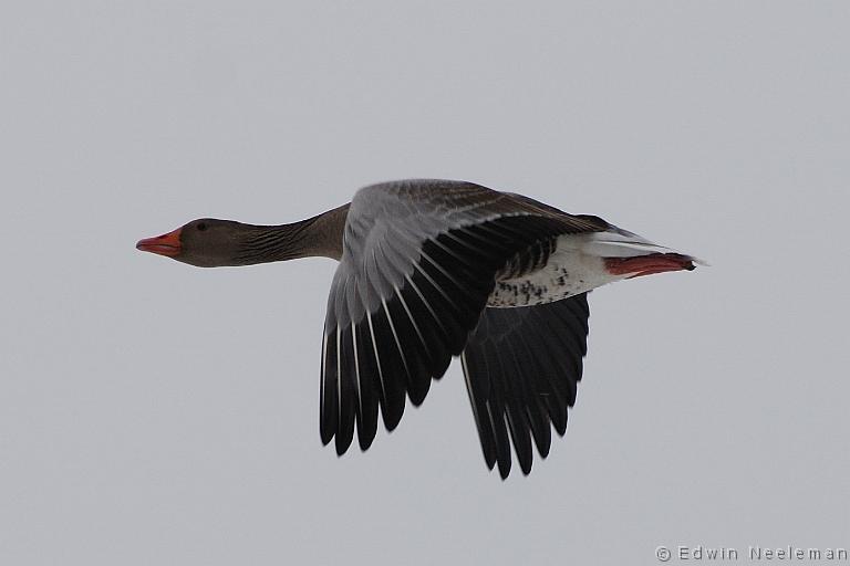 ENE-20100214-0034.jpg - [nl] Grauwe gans ( Anser anser ) | Polder Wetering-Oost, Weerribben, Nederland[en] Greylag Goose ( Anser anser ) | Polder Wetering-Oost, Weerribben, the Netherlands